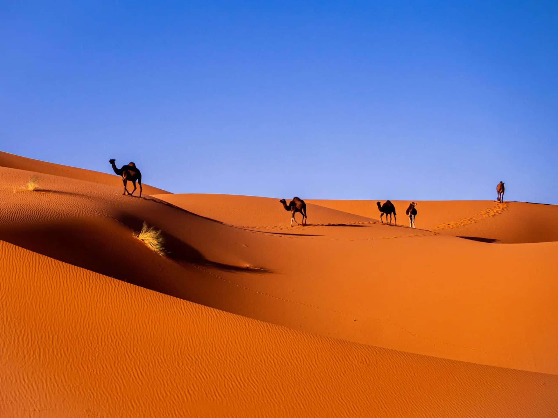 Camels crossing orange Sahara dunes under a clear blue sky