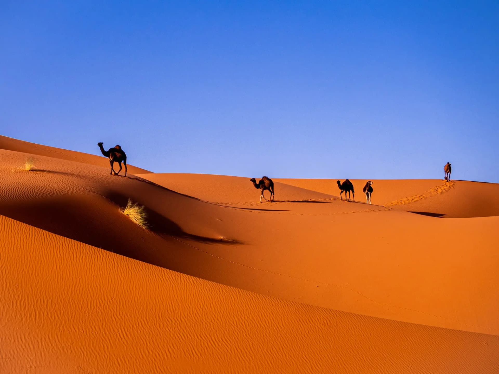 Camels crossing orange Sahara dunes under a clear blue sky